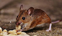 24 Hour & Emergency Exterminators in Millstone, NJ